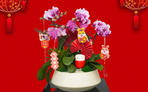 年花朵朵开 | ca88新春年桔和年花开启预定